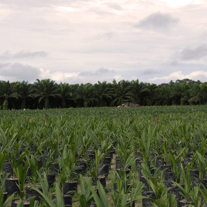 image of palm seedlings with plantation in the background of the grupo BBF