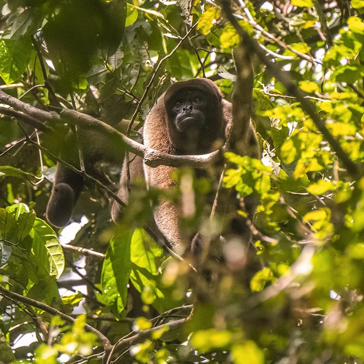 Image of a monkey in its natural habitat