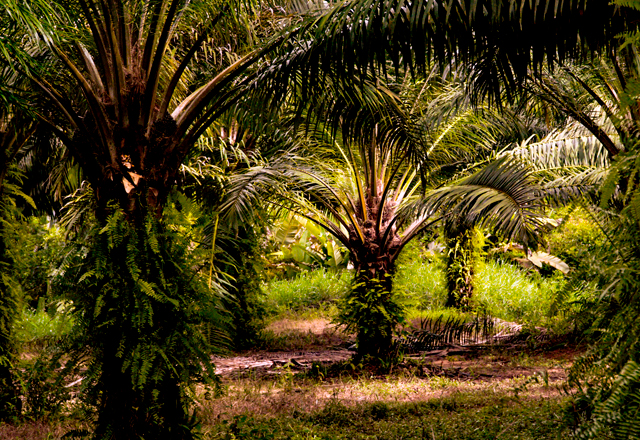 Image of palm plantations grupo BBF