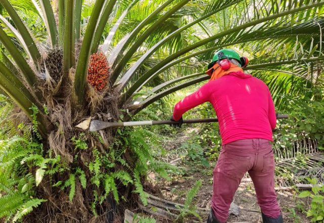 Picture of a farmer harvesting oil palm