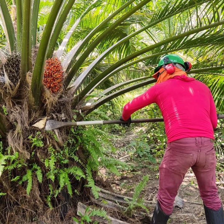Picture of a farmer harvesting oil palm