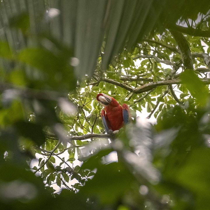 Image of an Araracanga arar seen from the top of a tree