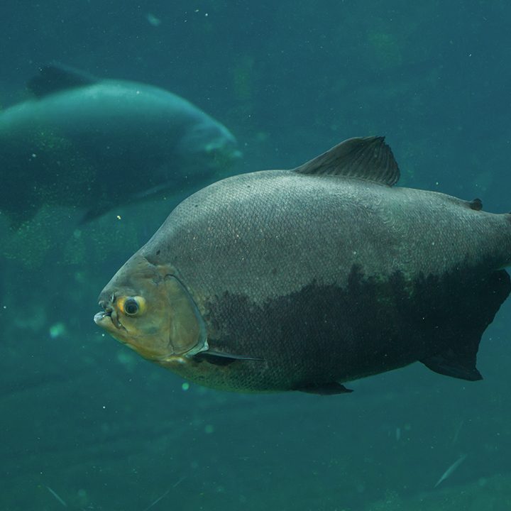 Underwater image of fish in a river in Roraima
