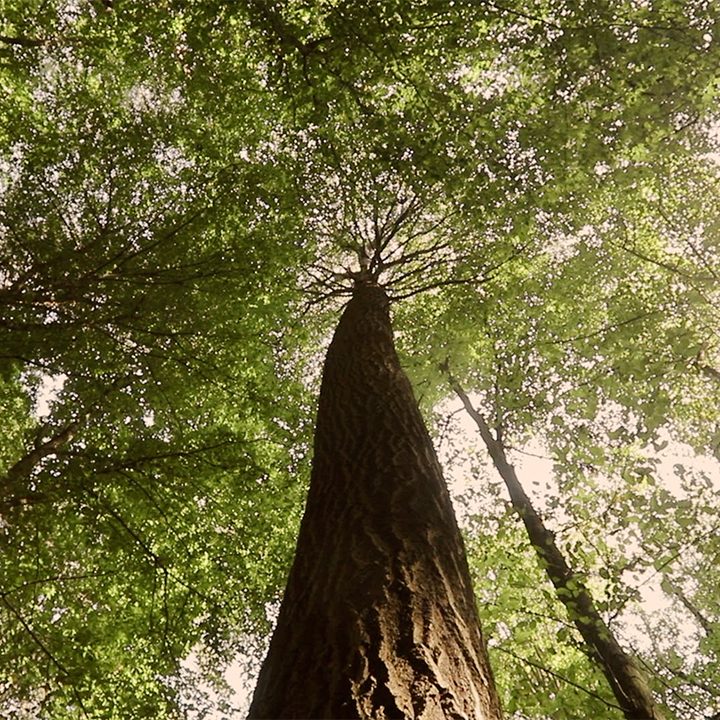 Trunk of a tree