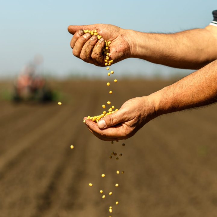 Seeds