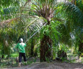 Image of a worker from grupo BBF harvesting palm oil