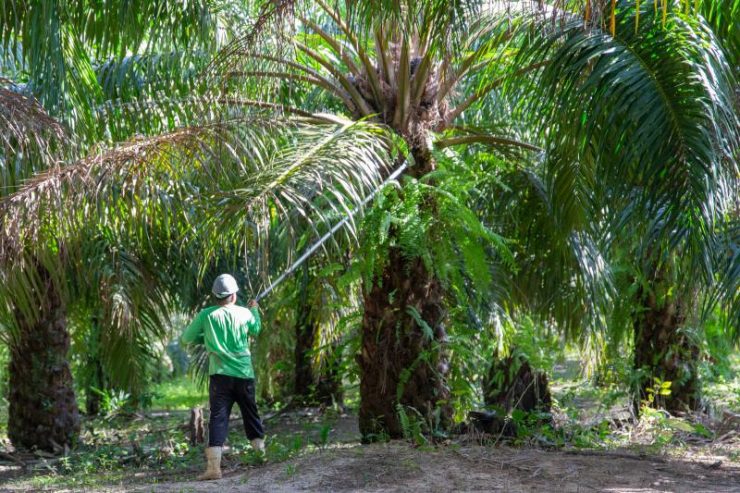 Image of a worker from grupo BBF harvesting palm oil