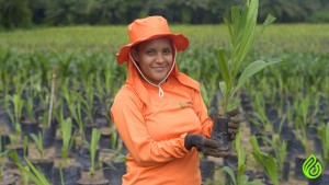 oil palm seedlings