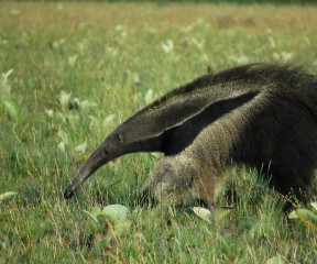 Anteater - cultivated areas of the Grupo BBF
