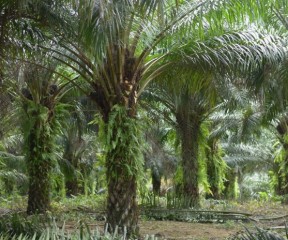 Oil palm plantations in the Amazon