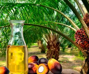 Illustration of oil and palm fruit with plantation in the background
