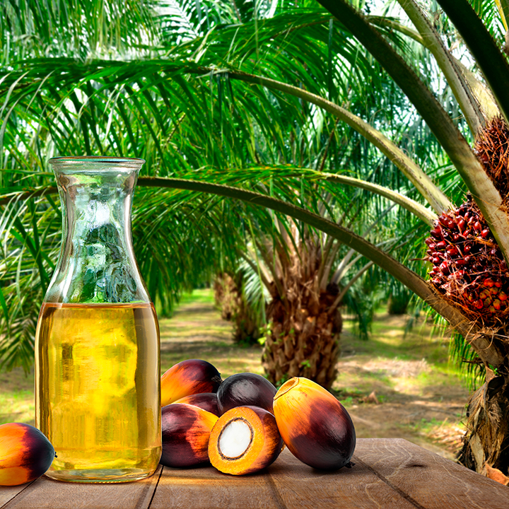 Oil and palm fruit illustration with plantation in the background