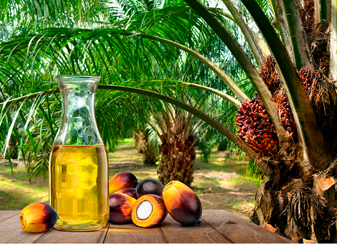 Palm oil illustration with plantation in the background