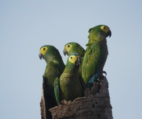 Orthopsittaca manilatus areas of the Grupo BBF