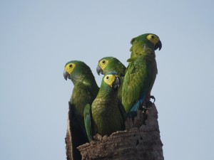 Orthopsittaca manilatus areas of the Grupo BBF