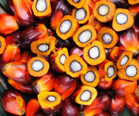 Palm oil palm illustration in detail