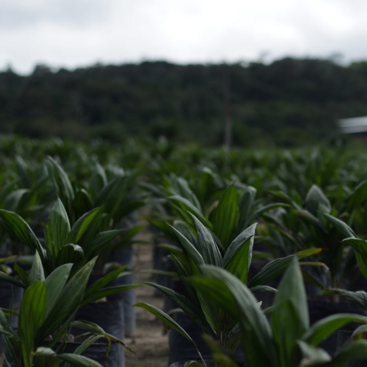 image of oil palm seedlings grupo BBF