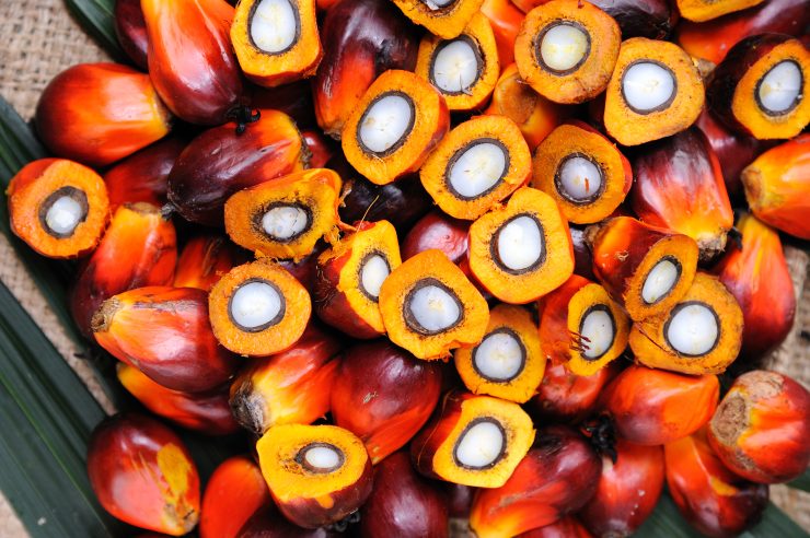 Palm oil palm illustration in detail