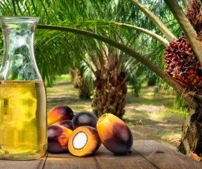 Palm oil aims to replace the use of fossil fuels, being a renewable raw material