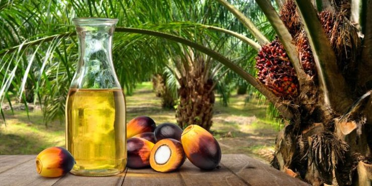 Palm oil aims to replace the use of fossil fuels, being a renewable raw material