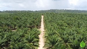 palmar - oil palm - Baliza Grupo BBF