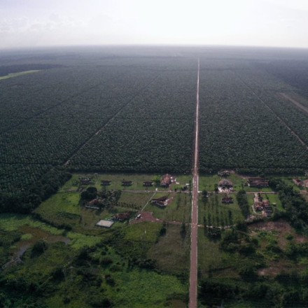 Oil palm plantation - Grupo BBF/Pará