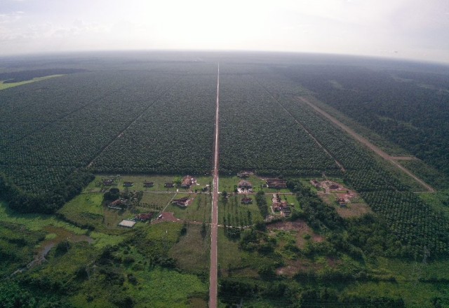 Oil palm plantation - Grupo BBF/Pará