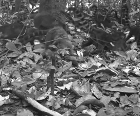 Quati caught on camera Grupo BBF