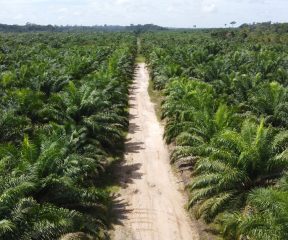 Aerial view of oil palm plantations in grupo BBF