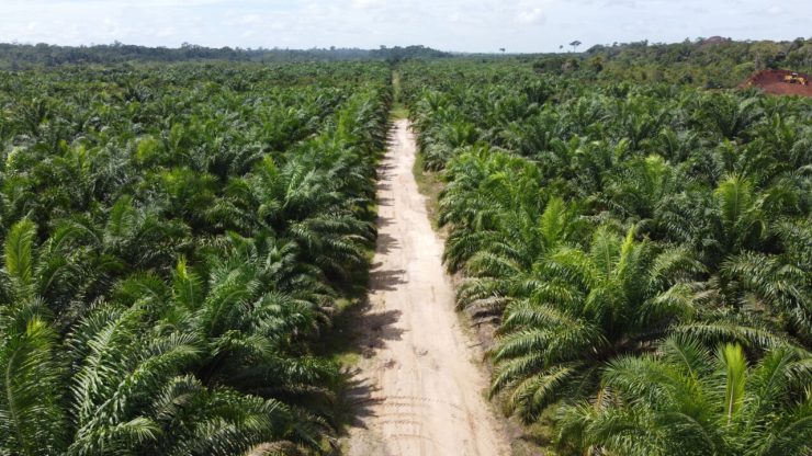 Aerial view of oil palm plantations in grupo BBF