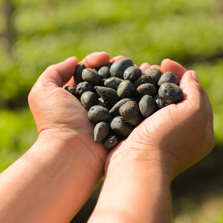 Hands holding palm seeds