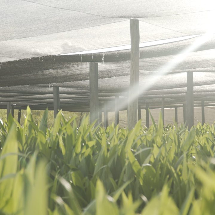 image of the palm seedlings developing