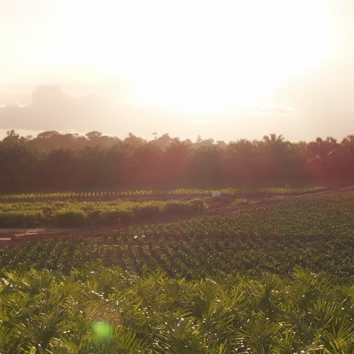 palm plantations from grupo BBF 03