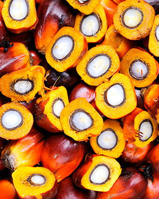 Palm oil palm illustration in detail