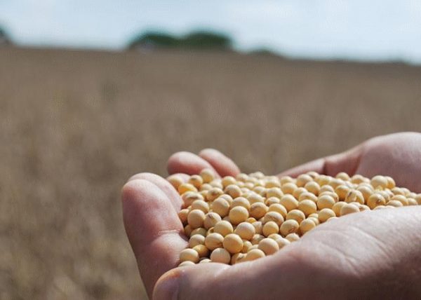 Soy