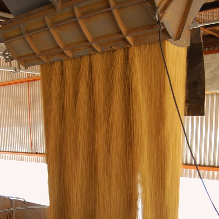 Soybean loading image