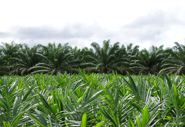 Oil Palm Tree