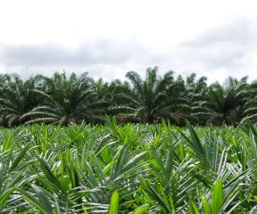 Oil Palm Tree