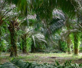 Image of palm plantations grupo BBF
