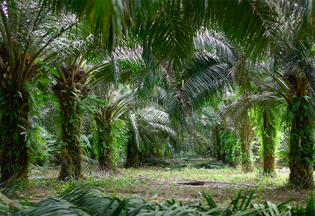 Image of palm plantations grupo BBF