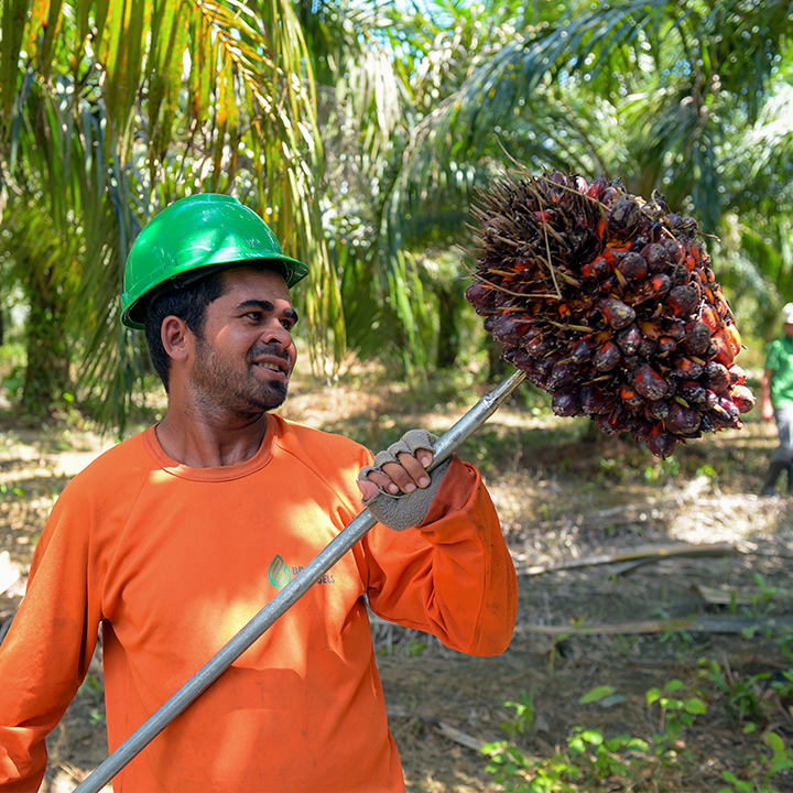 Image of a worker from grupo BBF harvesting palm oil