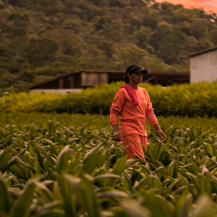 image of a grupo BBF worker walking through a palm oil plantation