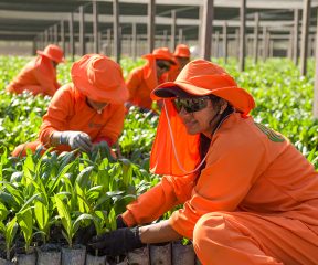 Uniformed BBF workers cultivating oil palm seedlings