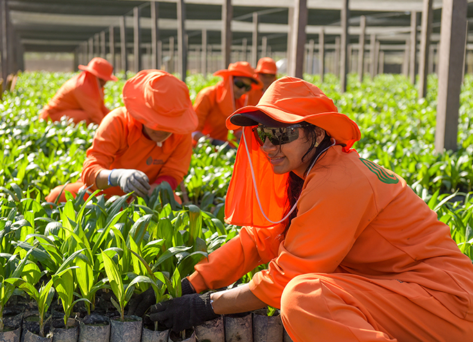 Uniformed BBF workers cultivating oil palm seedlings