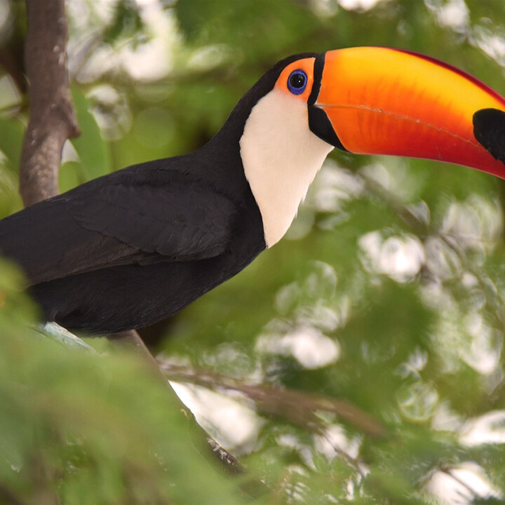 image of the Toucan bird in its natural habitat