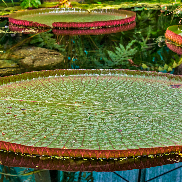 Vitoria Regia in its natural habitat.