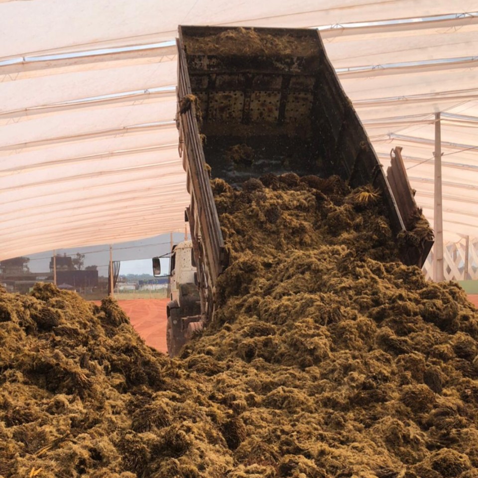 Composting - organic waste oil palm